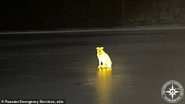 Belka stood day and night at the spot her owner fell into the ice