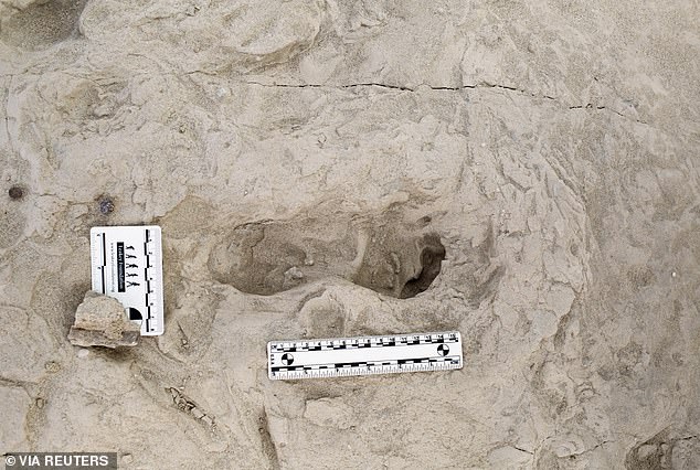 This footprint belonged to the Paranthropus boisei, a bipedal primate with smaller brains and wide, flat faces with massive teeth