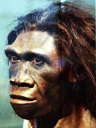 Pictured is what researchers believe H. erectus looked liked