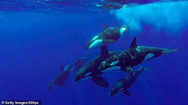 Killer whales were first spotted wearing fish on their heads in in 198