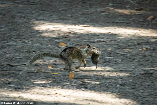 Between June 10 and July 30, they were amazed to see California ground squirrels of all ages and genders hunting, eating, and competing over vole prey