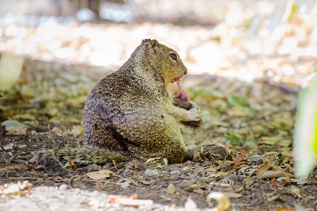 Out of 74 observed interactions with voles between, almost half (42 percent) involved active hunting of these small rodents by ground squirrels