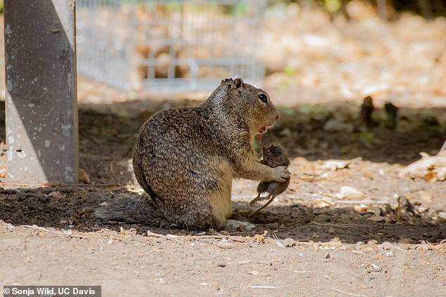 The scientists we observing the squirrels at Briones Regional Park in Contra Costa County when they spotted the unusual behavior