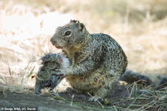 Squirrels have traditionally been considered 'granivorous' animals (those that feed on grain), but the new footage adds to evidence that suggests squirrels are becoming carnivorous