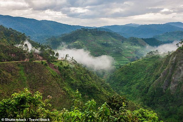 Eli 'loved' Uganda, which he describes as 'one of the most lush countries I've been to'. Pictured above is the Bwindi Impenetrable Forest National Park, the home of Uganda's mountain gorillas