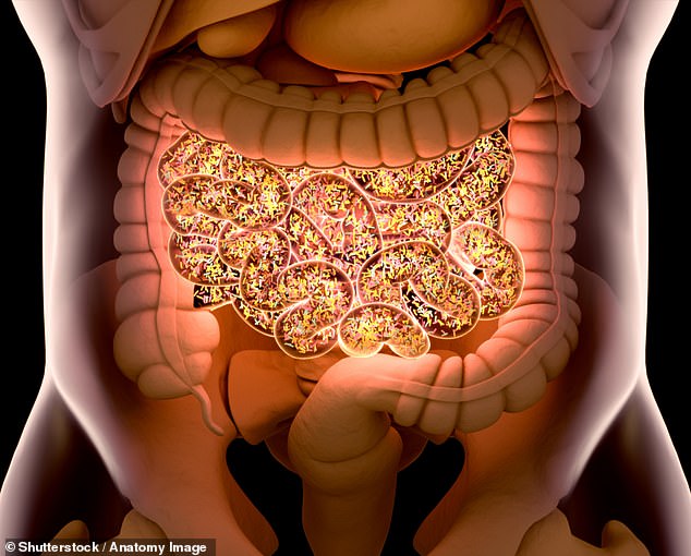 The researchers believe these beings colonize bacterial cells in order to replicate, similarly to the way a virus infects a host and then replicates inside it