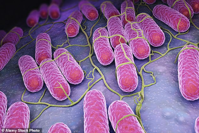 In a recent paper published in Science, 38 leading scientists called for a pause on research into mirror life. This is because the mirrored proteins would make these bacteria invisible to our bodies' immune system (stock image)