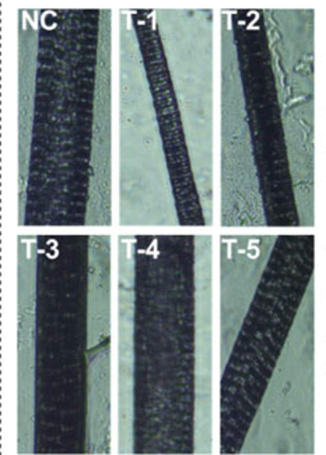 The graphic shows microscopic images of hair shafts from different treatment groups, highlighting the structure and appearance of the hair at a more detailed level