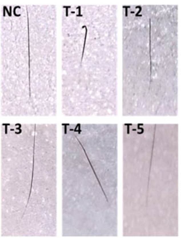 The graphic shows visual evidence of hair growth, allowing you to see the differences in hair length between the treatment groups