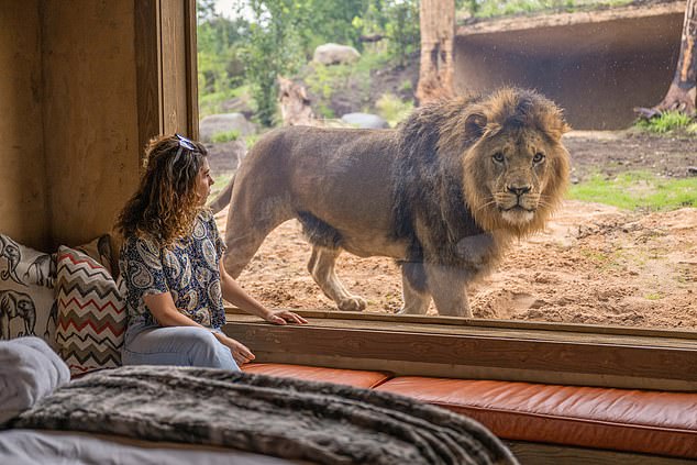 Only a pane of glass stands between our writer and the King of the Jungle