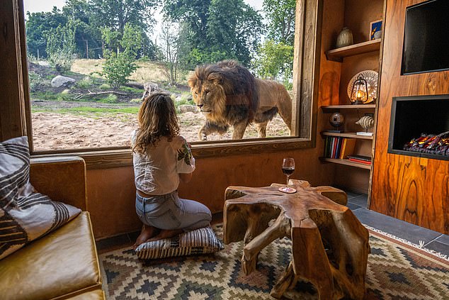 The lions they prowl past Rachel's window ¿ no more than a metre away ¿ on their early patrol of the enclosure