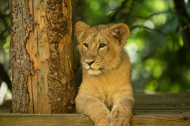 An Asiatic lion at London Zoo, where staying over costs from £405 per night