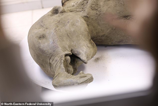 Maxim Cheprasov, head of the Mammoth Museum laboratory, North Eastern Federal University, Yakutsk, said that Yana's 'trunk, lips, ears, eye sockets are preserved - they were not eaten by predators'