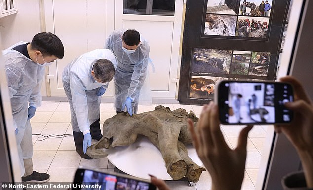 The rear of the animal was retrieved separately, and is also preserved, but was not shown when the find was unveiled. Major tests will be undertaken on Yana (pictured) next year