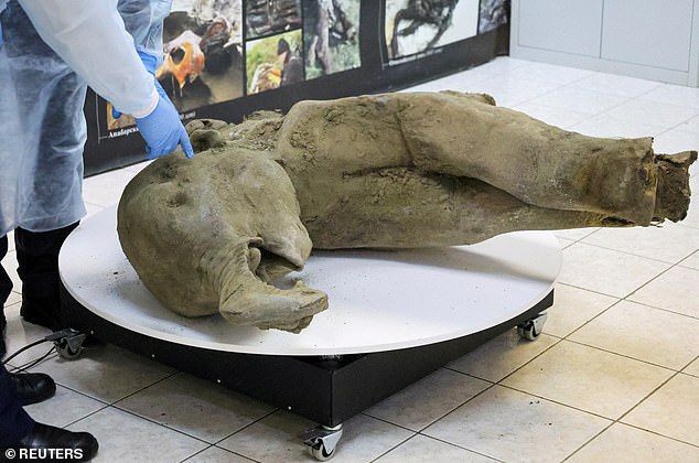 Yana's carcass, pictured, was dug up near the Batagaika research station where the remains of other prehistoric animals - a horse, a bison and a lemming - have also been found