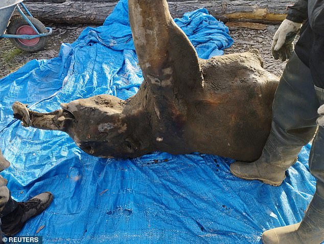 Yana's remains were found in June 2024 (pictured) but only now announced by Russian scientists. The mammoth was 4ft tall at the withers, with a weight of around 180kg - or 28 stone, or almost 400lbs