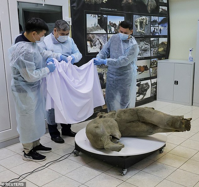 Researchers stand behind glass fencing as they show the carcass of a baby mammoth, which is estimated to be over 50,000 years old and was found in the Siberian permafrost in the Batagaika crater in the Verkhoyansky district of Yakutia, during a demonstration in the laboratory of the Mammoth Museum at the North-Eastern Federal University in Yakutsk, Russia on December 23, 2024