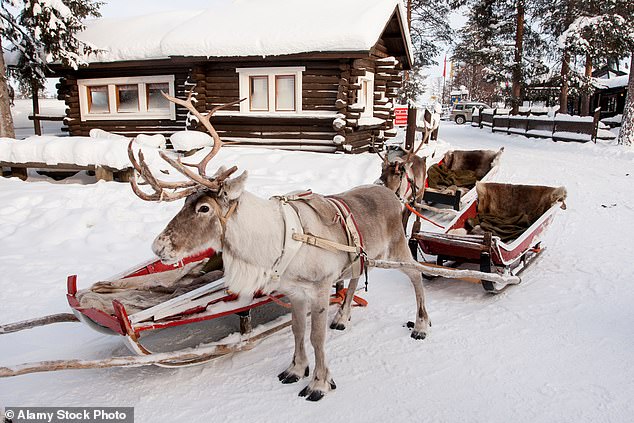 Some of the strangest effects would occur when looking at the bright nose of Rudolf the reindeer. At this speed, scientists say it might not appear red at all (stock image)