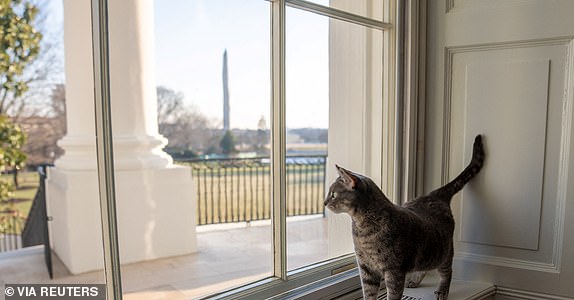 Willow, U.S. President Joe Biden and first lady Jill Biden's new pet cat, is seen in a White House handout photo as she looks out a window of the White House towards the Truman Balcony, the South Lawn and the Washington Monument in Washington, U.S., January 27, 2022. Picture taken January 27, 2022. Erin Scott/The White House/Handout via REUTERS THIS IMAGE HAS BEEN SUPPLIED BY A THIRD PARTY.