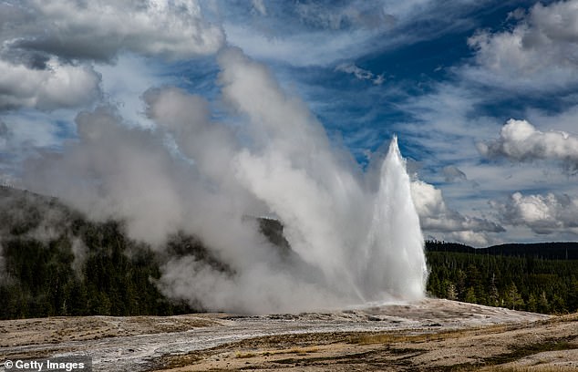 The Old Faithful Geyser erupts in Yellowstone National Park. This natural wonder is driven by the volcanism of the Yellowstone Caldera