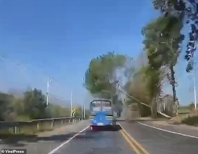 Dashcam footage from a car travelling being caught the moment the tree collapsed