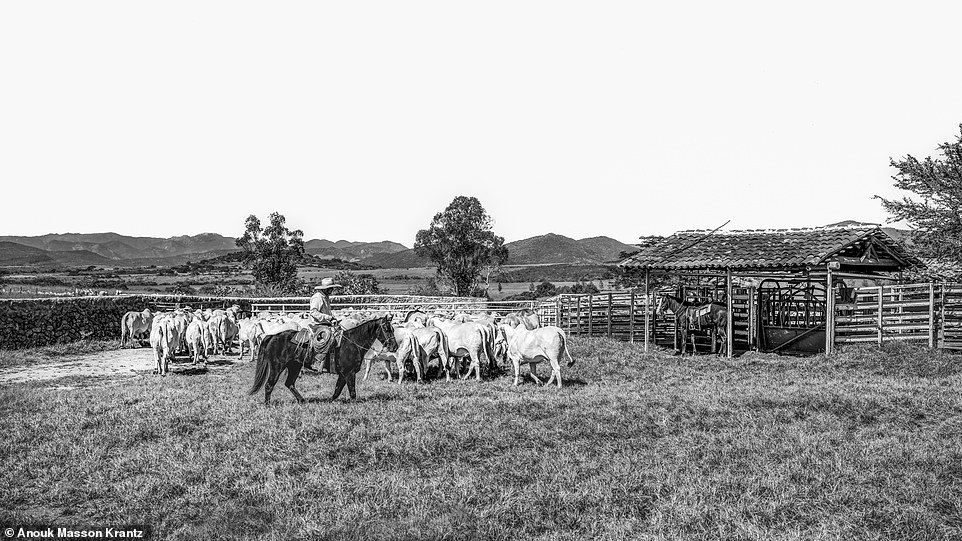 At first, Anouk says she found it 'difficult' to integrate with the ranchers, who are 'private and sceptical of strangers'. However, the cowboy friends she'd previously made in the States slowly introduced her to others, including to ranchers in Mexico, above. 'Eventually it all came together in the greatest way,' she adds