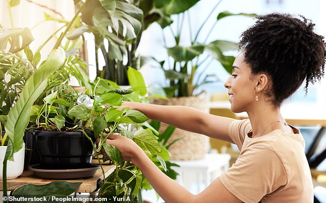 The findings come from an academic survey of 115 owners of house plants including Swiss cheese plants, heart-shaped Devil's Ivy and cacti (stock image)