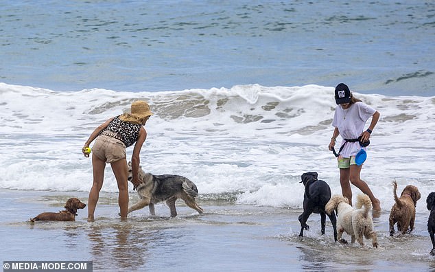 Their most recent addition to their brood was their German Shepherd, who they welcomed into their family just weeks before Christmas