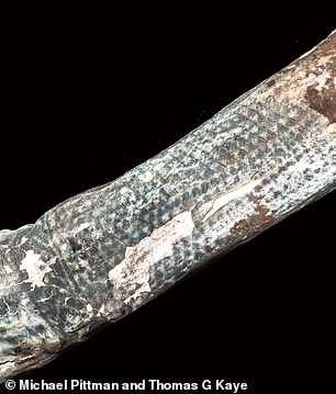 The preserved skin of the mummies shone brightly with the lasers, in contrast with the black tattoo ink