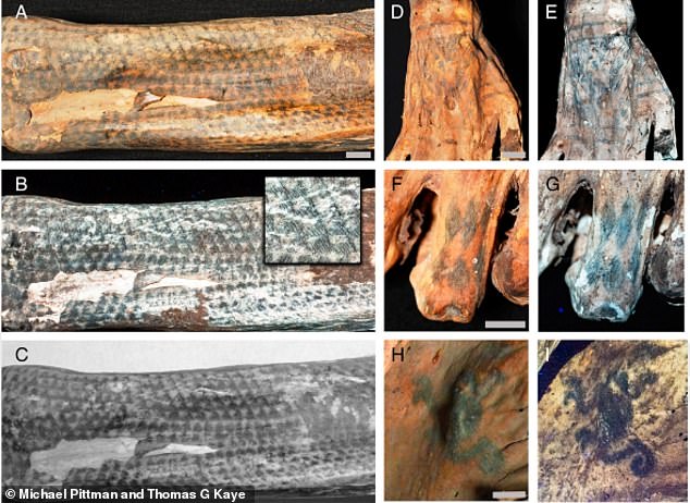 The complex patterns were inked with a finely pointed object, possibly a single cactus needle or sharpened animal bone, the team said