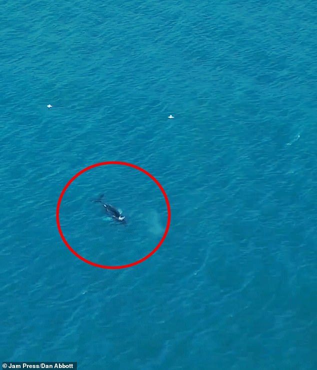 Meanwhile, more humpbacks have also been spotted along their usual migratory routes near Cornwall. Experts say this could be due to an encouraging increase in the humpback whale population since the abolition of commercial hunting. Pictured: A humpback seen from a drone at Watergate Bay in Cornwall on January 2