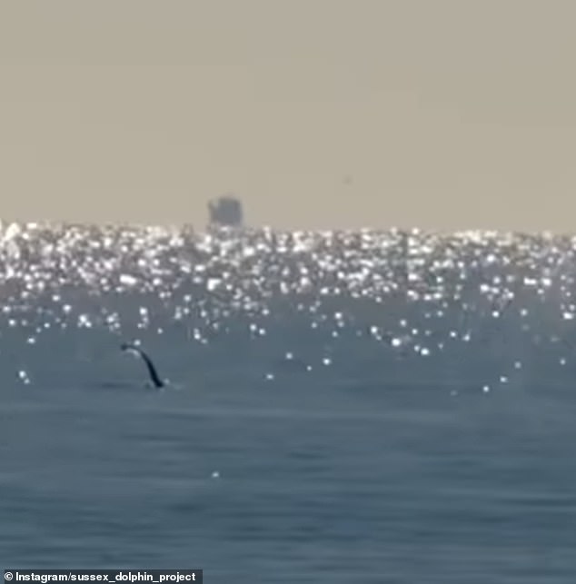 The sightings reveal some fascinating details of the whales' behaviour. In this sighting, made on January 12 in the Birling Gap, you can see a whale slapping its pectoral fin on the water. Scientists believe this is a form of long-range communication