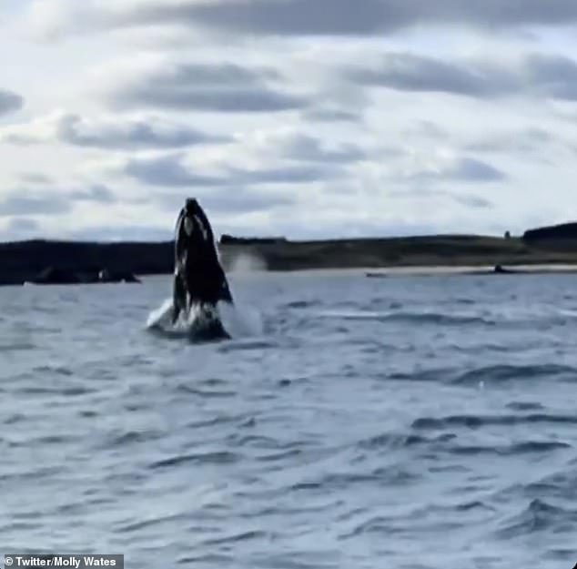 Whales have also been seen breaching in a number of places including in Cornwall (pictured). Experts believe that humpback whales uses these leaps to send messages over vast distances