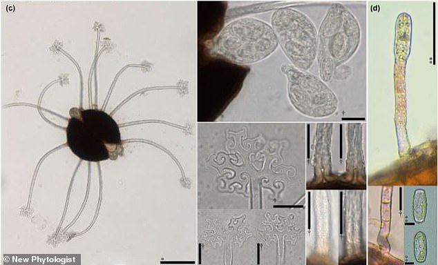 Microscopic photography of isolated portions of the fungus