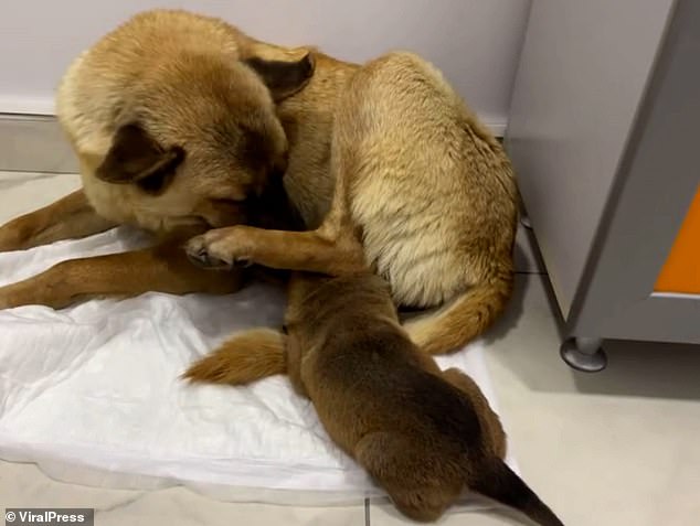 The mother dog is reunited with her pup following a successful treatment - both are now being cared for at the clinic, where their health is steadily improving