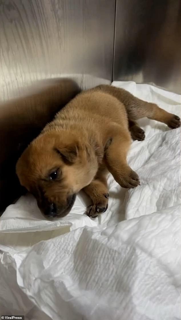 Animal lovers had brought one surviving puppy to the clinic earlier, unaware there was another