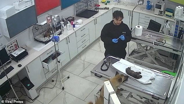 The concerned mother dog hovers by the treatment table as vets care for her beleaguered pup