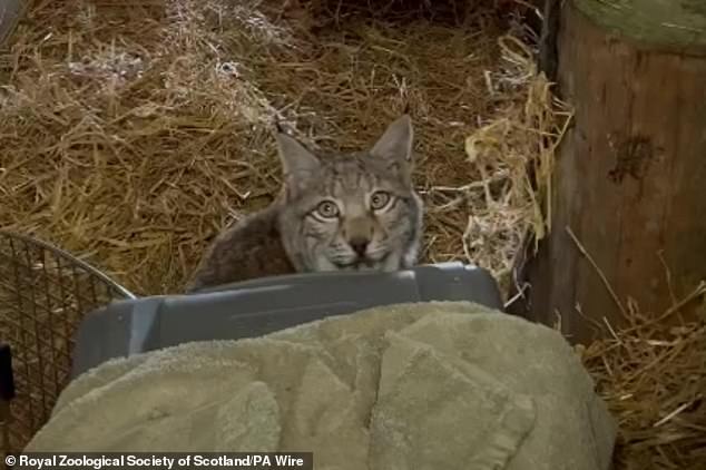 The rogue lynx were captured by the Royal Zoological Society of Scotland who said that they were semi-tame and unable to catch their own food