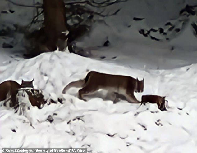 Thanks to a piece of legislation called the Dangerous Wild Animals Act, it is legal to own almost any animal so long as you can prove it can't escape. That includes members of the lynx family like the Eurasian lynx found in the Cairngorms (pictured) and bobcats