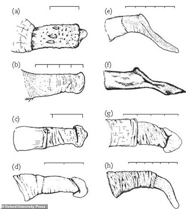 Mark Maslin, professor of palaeoclimatology at University College London, says the human penis is 'extremely dull' relatively speaking. This image shows more complex primate penises - brown lemur (a), white-bellied spider monkey (b), black-capped squirrel monkey (c), macaque (d, e, f), baboon (g) and chimp (h)