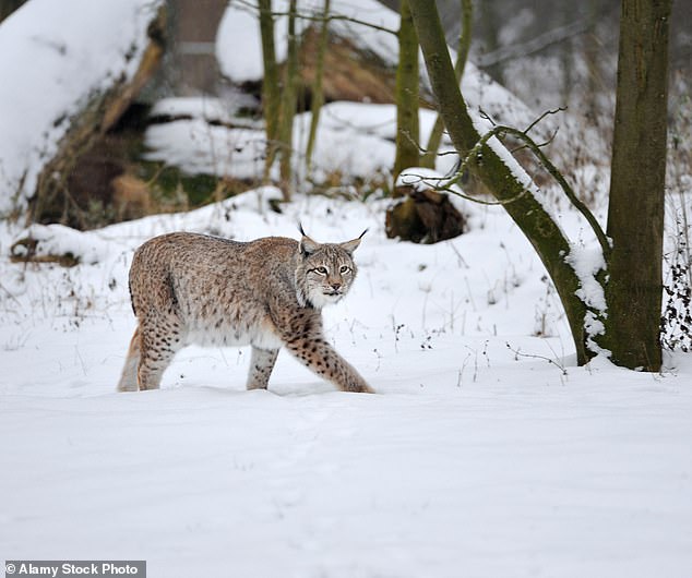 The Eurasian lynx (pictured) is a medium-sized wildcat which is native to Northern Europe and Central Asia. These predators once lived in Britain but were driven to extinction about 1,300 years ago