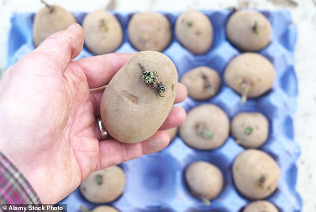 Late January to early February is the best time to chit seed potatoes (Stock Image)