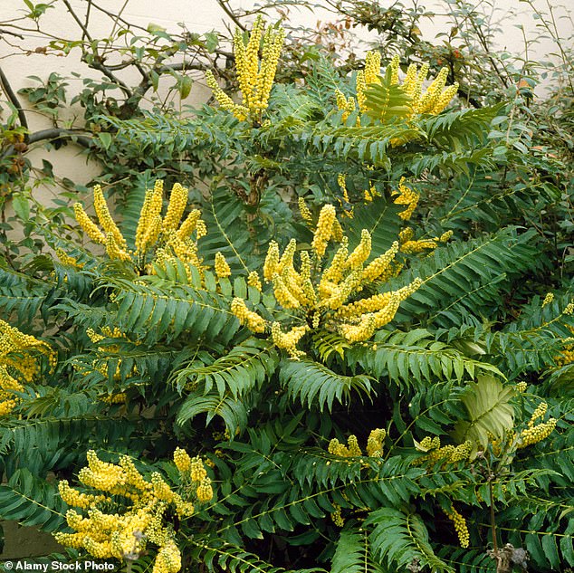 Lionel Fortescue is named after the former Eton master who spent 40 years creating a garden at The Garden House in Devon