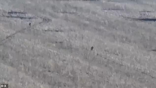 Soldiers are seen limping across a barren field near the frontline, apparently towards Ukrainian positions