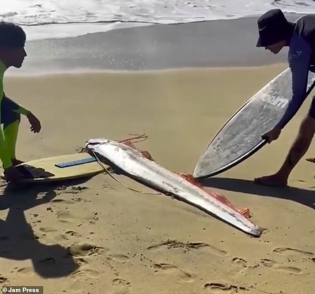 Legend has it that the fish are harbingers of earthquakes and other natural disasters. A local who witnessed the scene in Mexico said: 'They say those fish appear when there is going to be a very strong tsunami'