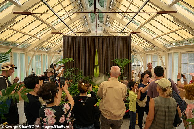 Found only in the rainforests of western Sumatra, the rare and endangered Corpse Flower plant is renowned for the smell of putrid, rotting flesh that surround the flowers when it blooms