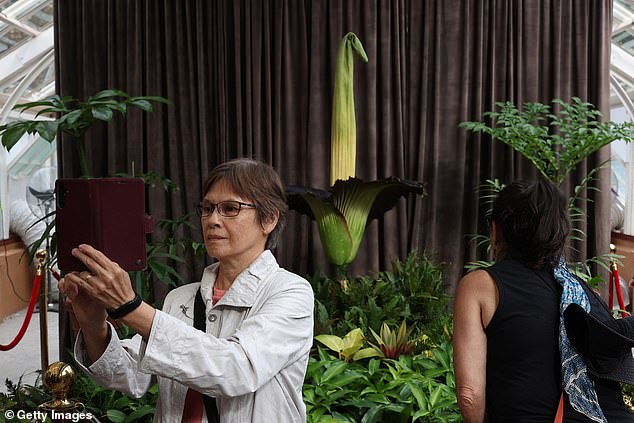 The oversize flower features fluted crimson petals and can measure more than three feet across with a pointed centre stalk that can top 10 feet