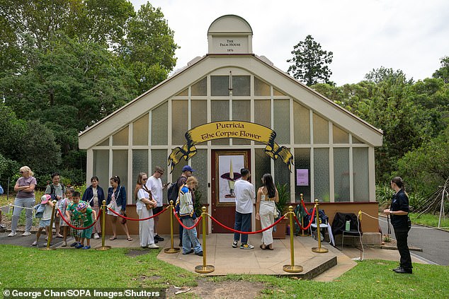 Hundreds of visitors seen queuing up to witness the blossom of the Corpse Flower