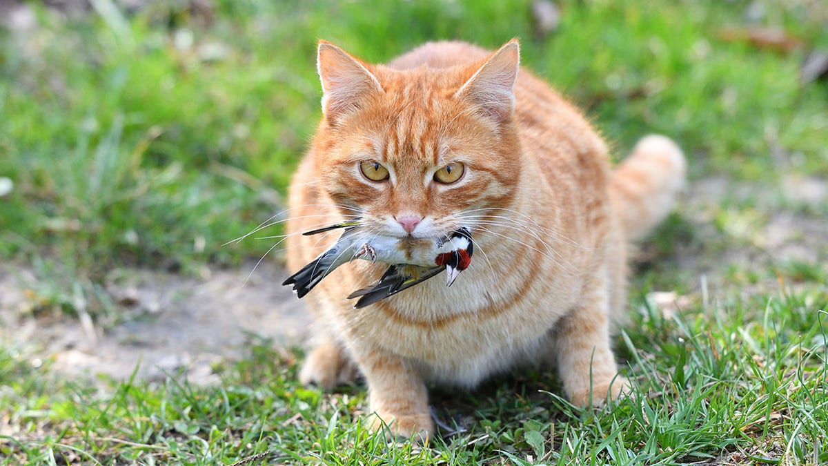 A domestic cat caught a bird in the garden