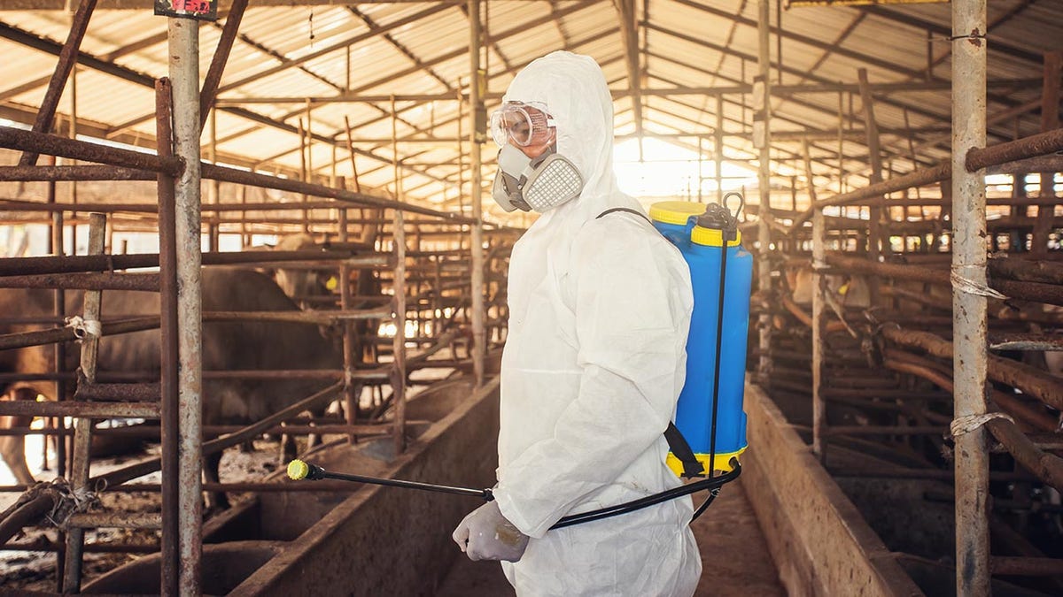 Person wearing personal protective equipment (PPE) while spraying disinfectant in cattle farm.